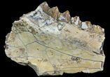 Oreodont Jaw Section With Teeth - South Dakota #81944-2